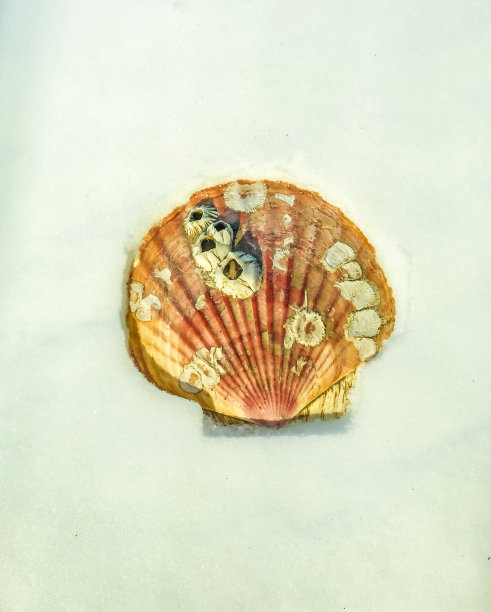 贝壳与藤壶图片下载