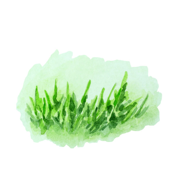 绿色的草在白色的背景，手绘水彩。图片下载