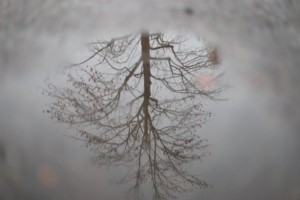 反映了树图片下载