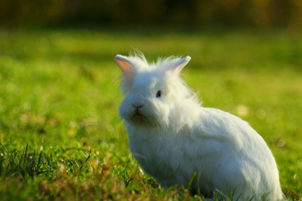 晚上，小白兔坐在草地上图片下载