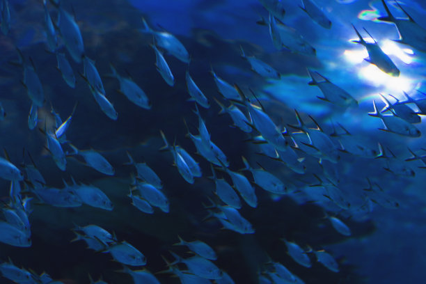 抽象的鱼图片下载