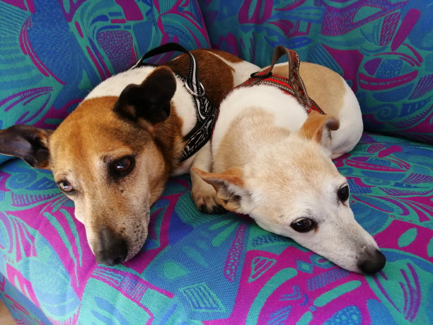 沙发上的狗图片下载