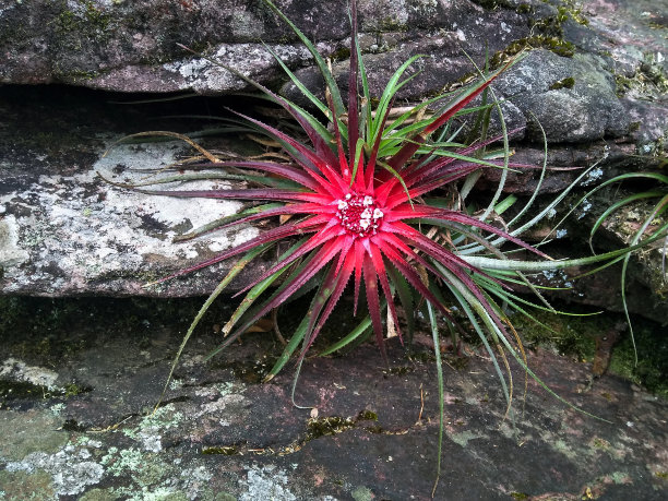 这是一株在岩石中间生长的兰花的照片，在去Cachoeira da Fumaça, Chapada Diamantina的路上图片下载