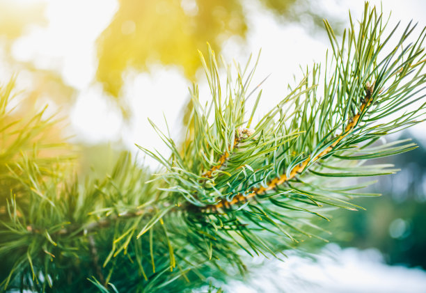 冬天的照片与圣诞松树树枝。来自云杉森林的自然图像。节日快乐的明信片。下雪的天气。图片下载