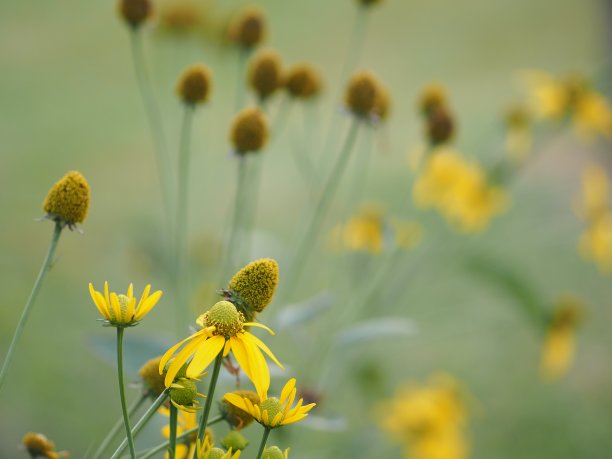 硫华菊：盛开的鲜花素材图片