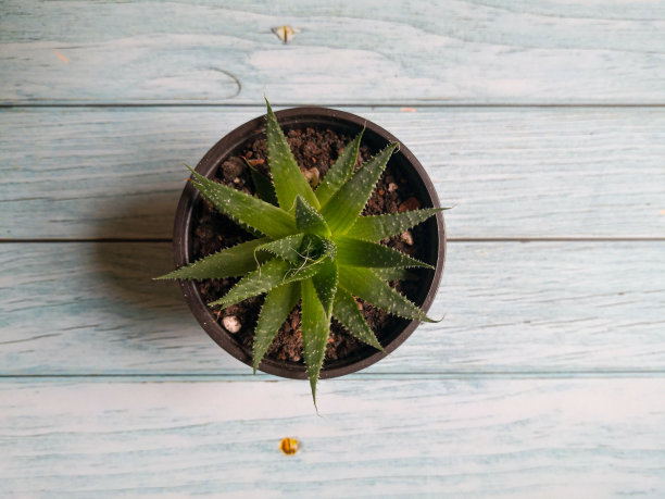 小型肉质植物图片下载