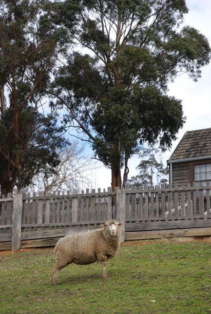 巴拉瑞特山上一只毛茸茸的绵羊。图片下载