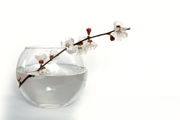 春枝在一坛花中盛水。图片下载