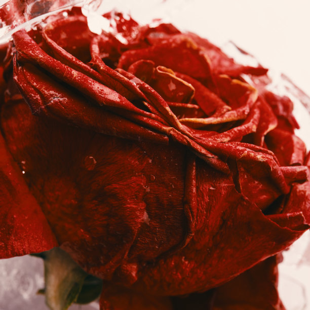 玫瑰花蕾图片下载