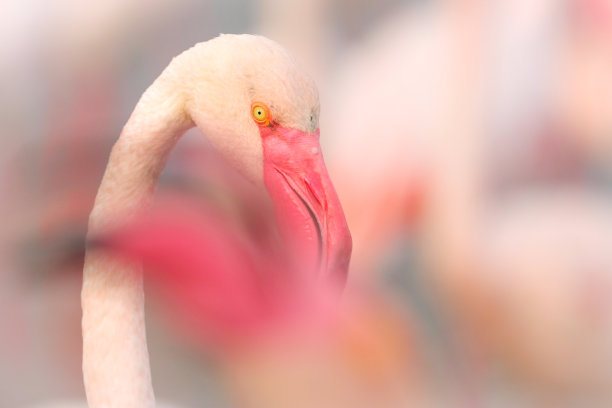 野生的火烈鸟图片下载