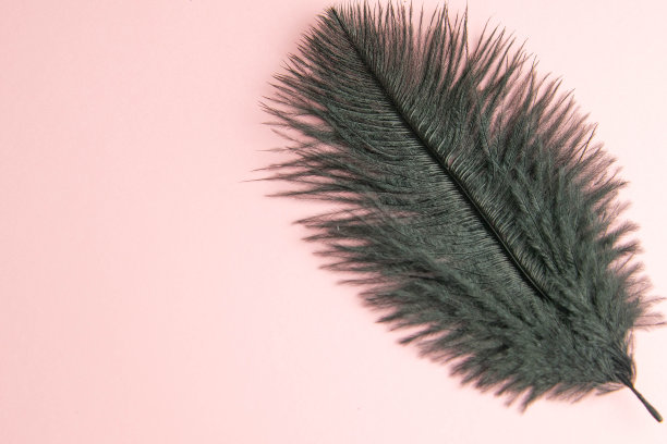 漂亮的黑色羽毛在别针的背景图片下载