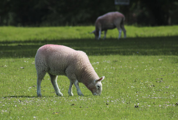 羊图片下载