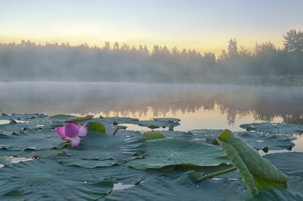 雾蒙蒙的早晨，荷花湖上。图片下载