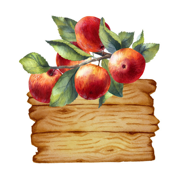 水彩红苹果在白色的背景图片下载