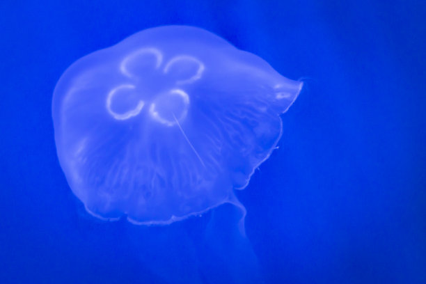 这是热那亚水族馆里一只被圈养的水母的照片图片下载