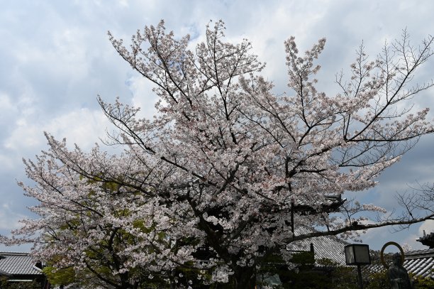 樱花在京都的春天图片下载