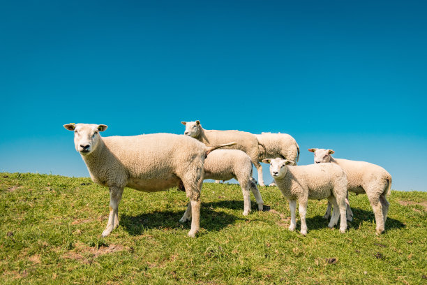荷兰羊群在堤岸上春季在荷兰的弗莱弗兰滩涂，绵羊和羔羊在堤岸农田草地上放牧图片下载