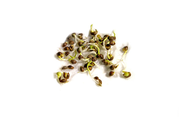 在孤立的白色背景上种植大麻，杂草种子图片下载