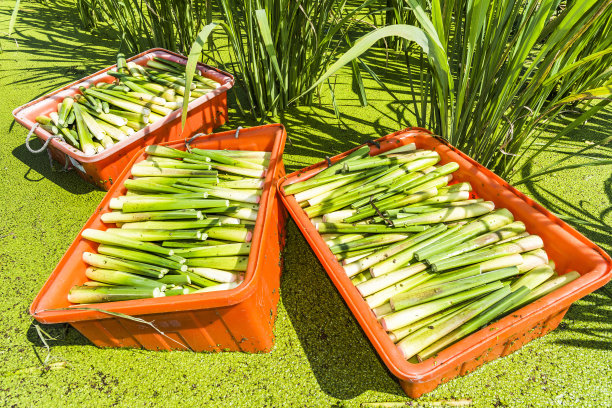 茭白作物在水中图片下载