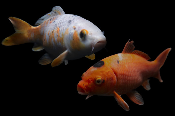 美丽锦鲤黑鱼图片下载