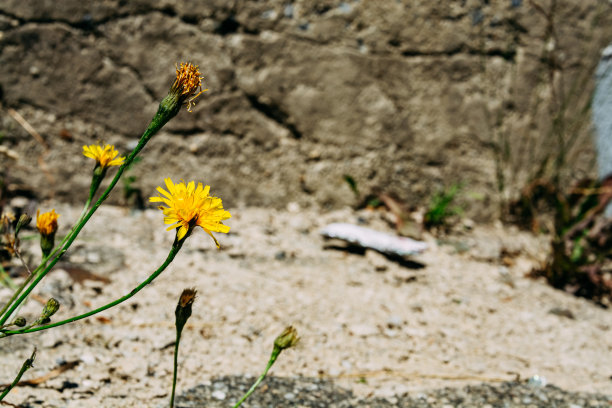 蒲公英在墙前开花图片下载