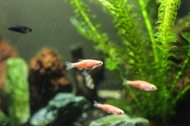 一条彩色的霓虹粉色雄性热带鱼图片下载