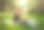 年轻女子在夏日绿地公园的草坪上健身，在户外锻炼，健康的生活方式图片下载