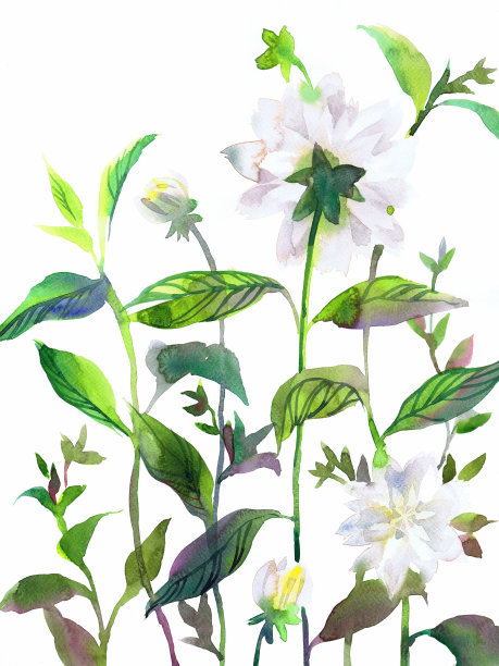 水彩花卉画。手绘牡丹花图片下载