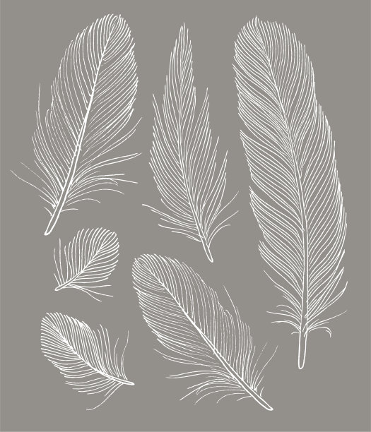 手绘个人羽毛插图图片下载