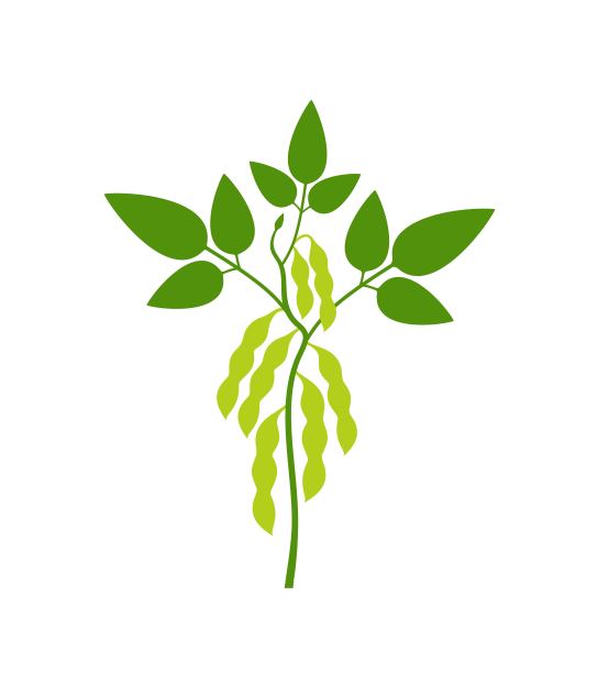 大豆植物。白色背景上的独立大豆图片下载