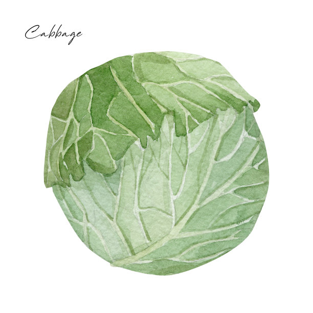 水彩蔬菜健康食品。手绘卷心菜。绿色蔬菜。图片下载