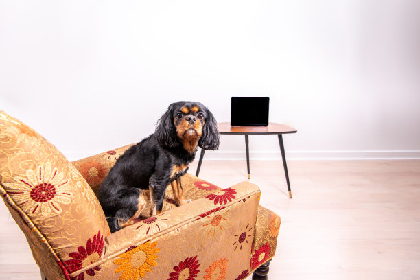 狗坐在椅子上看电视。她看着摄像机。图片下载