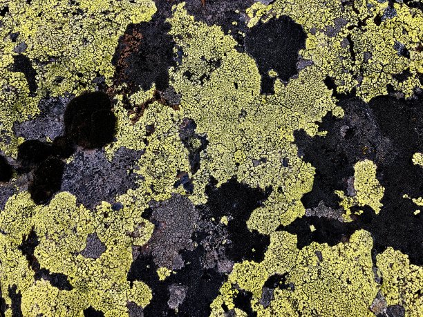 苔藓石库存照片。长满青苔的石头纹理。图片下载