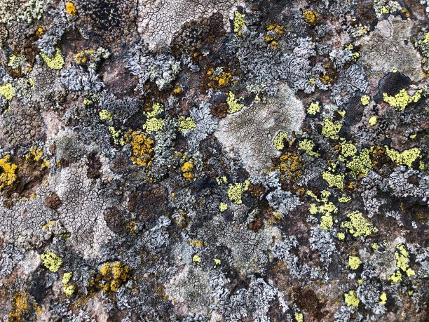 苔藓石库存照片。长满青苔的石头纹理。图片下载