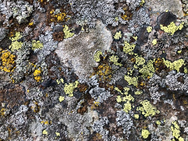 苔藓石库存照片。长满青苔的石头纹理图片下载