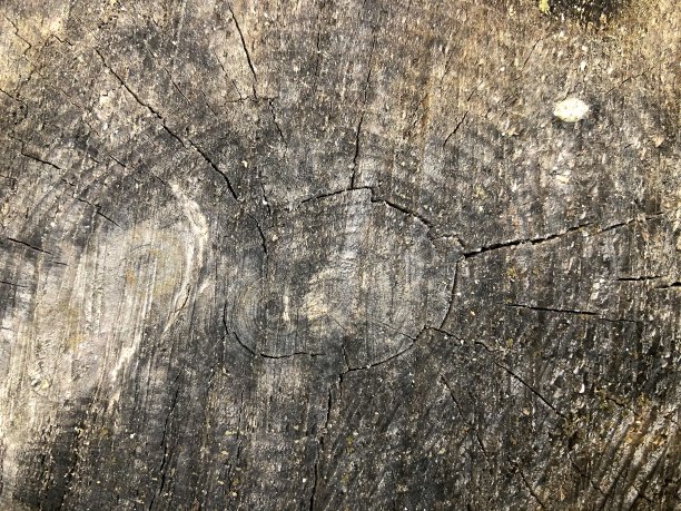 木刻背景库存照片。砍树圈的年轮纹理图片下载