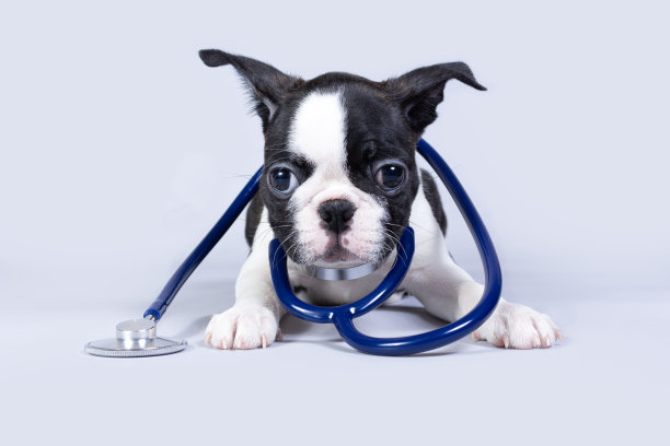 一只小波士顿梗小狗像兽医戴着一个听诊器孤立在灰色的背景。图片下载