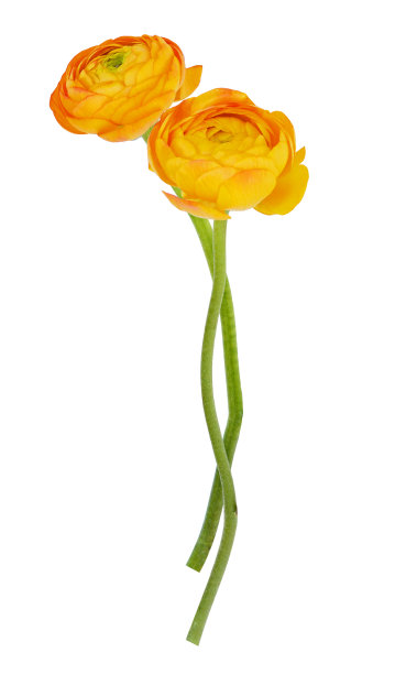 橙花毛茛属植物图片下载