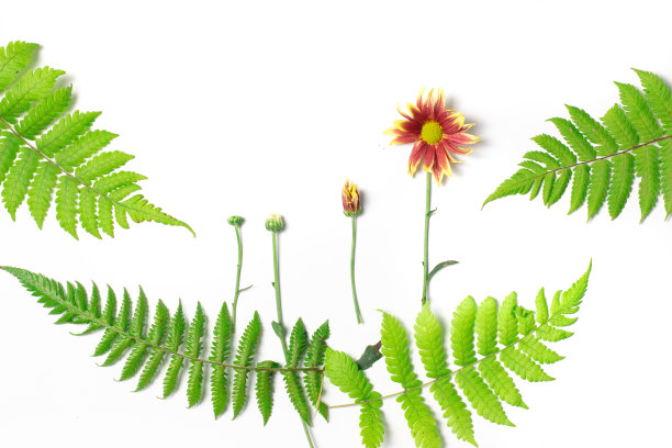 一组蕨叶背景图片下载