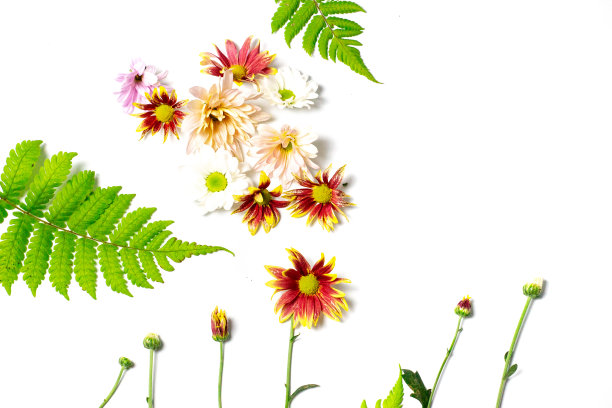 一组蕨叶背景图片下载