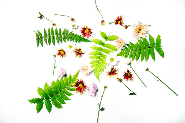 一组蕨叶背景图片下载