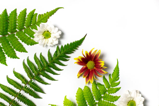 一组蕨叶背景图片下载