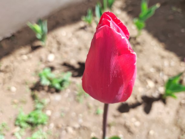 红色郁金香图片下载