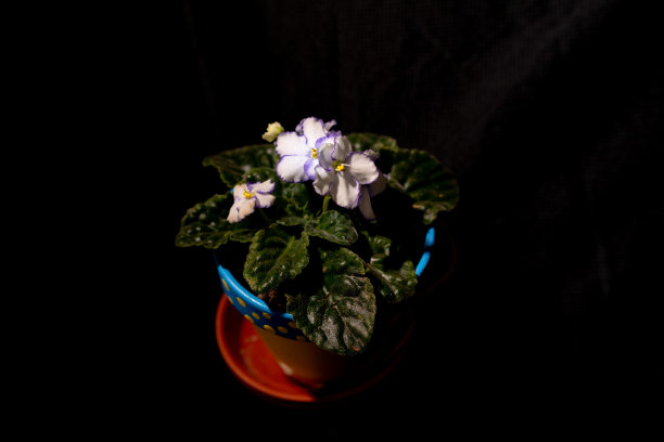 非洲紫罗兰图片下载