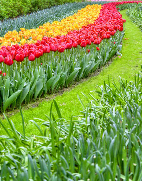 一排排的郁金香和其他花图片下载