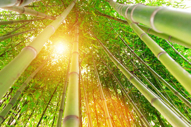 绿竹树-从下面看-库存照片图片下载