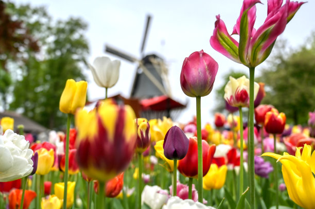 郁金香围绕着风车图片下载