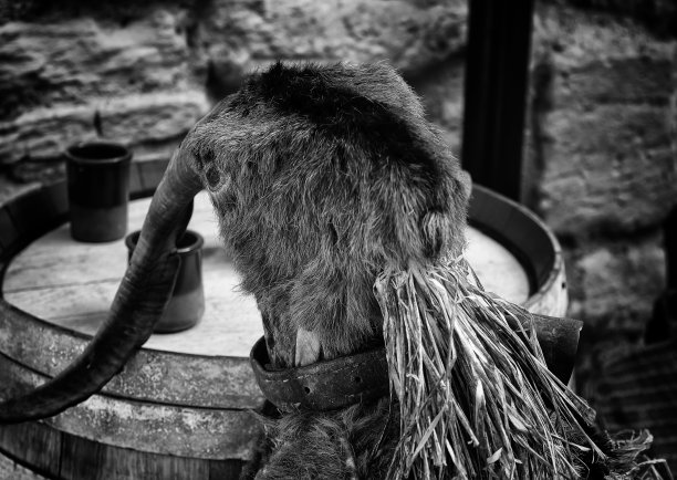 老山羊颅骨图片下载