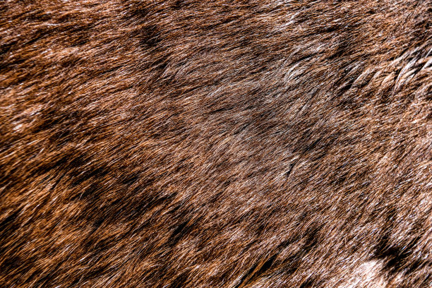 乔治亚州的天然质地图片下载