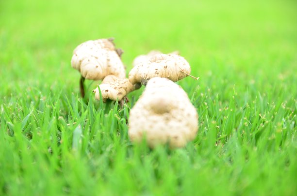 花园里的蘑菇图片下载